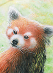 Red panda