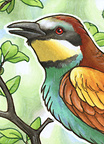 ACEO Woodswallow