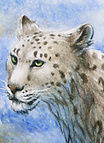 Snow leopard